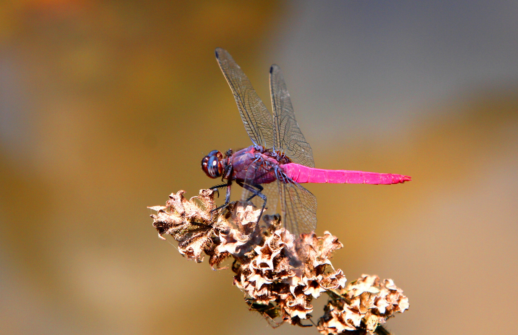 Nepal Dragon