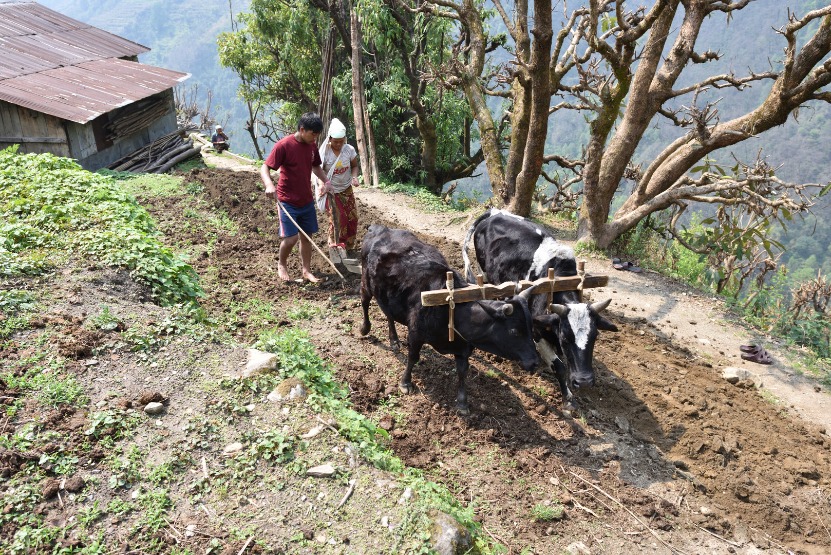 Nepal Himalaja Bauer mit Frau bestellen das Feld