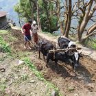 Nepal Himalaja Bauer mit Frau bestellen das Feld