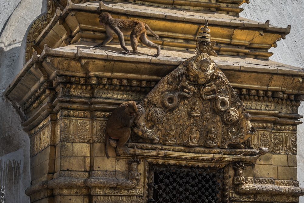 Nepal - Kathmandu - Swayambhunath - Affenplage