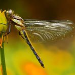 Nepal-Libelle