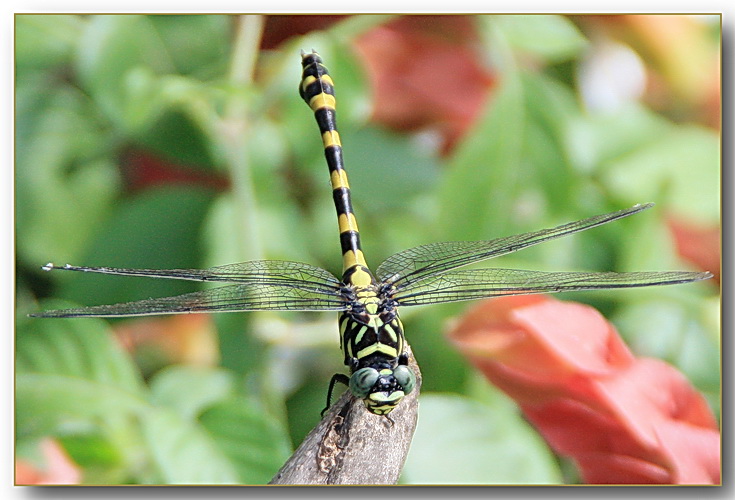 Nepal Libelle nr2