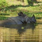 Nepal Panzernashorn im Chitwan Park