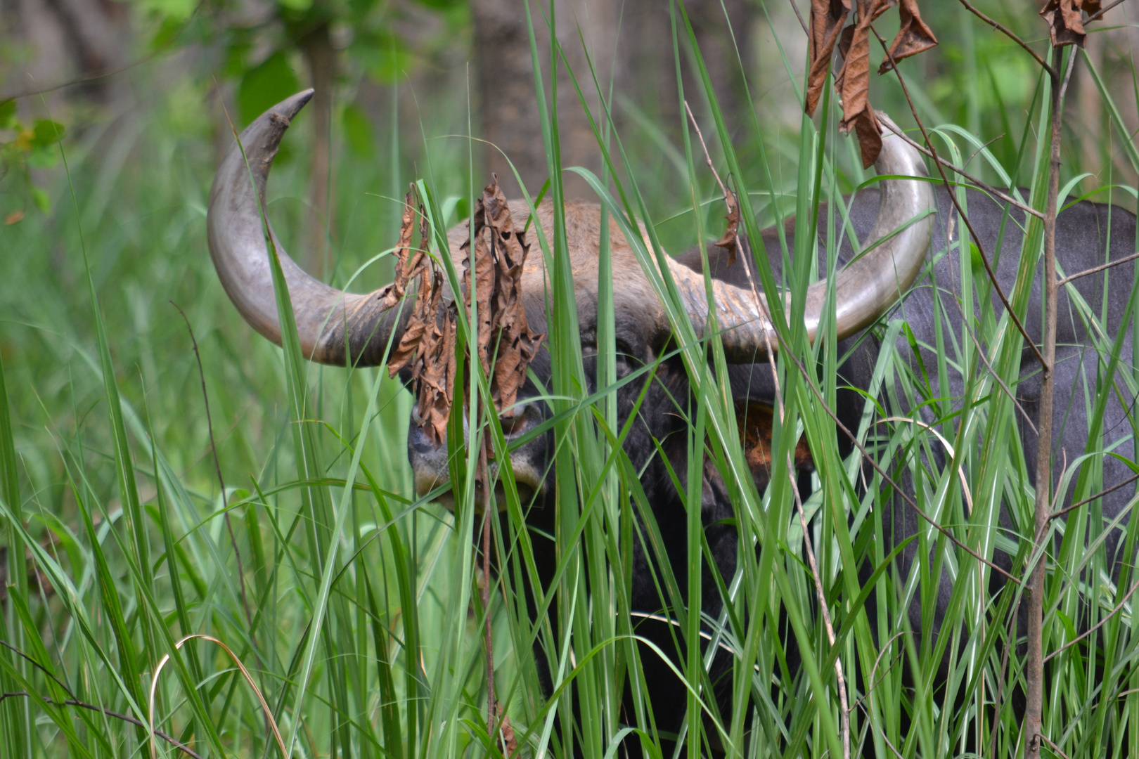 Nepali Bison