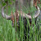 Nepali Bison