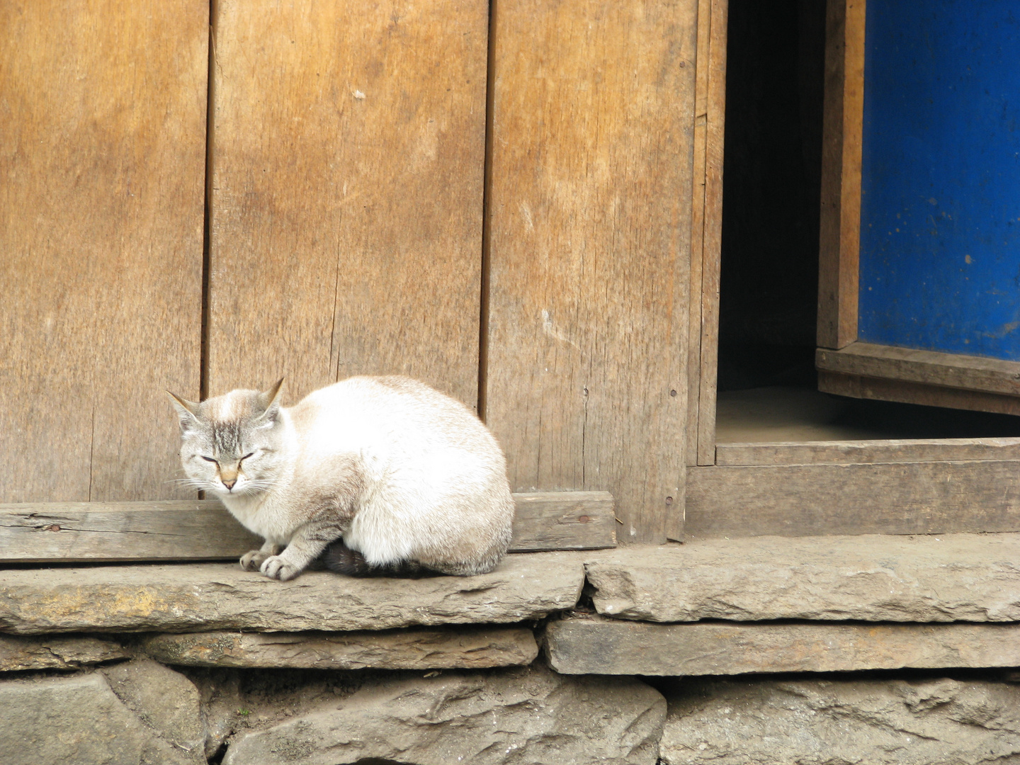 Nepali Katze