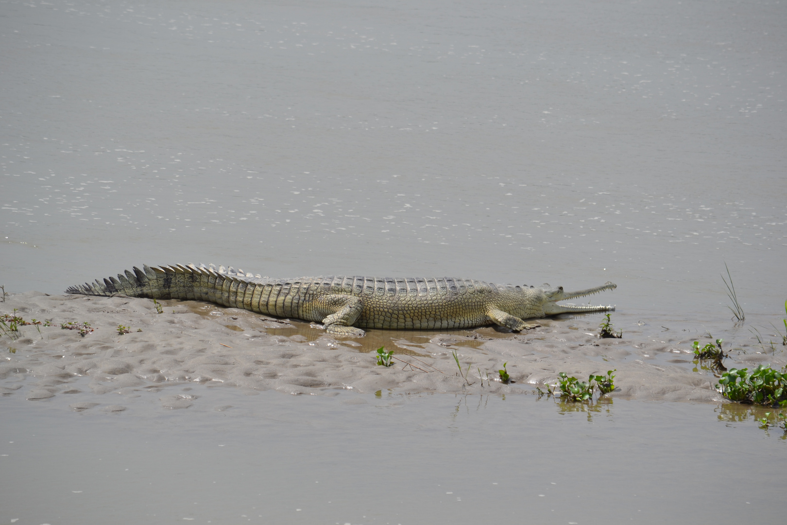 Nepali Krokodil