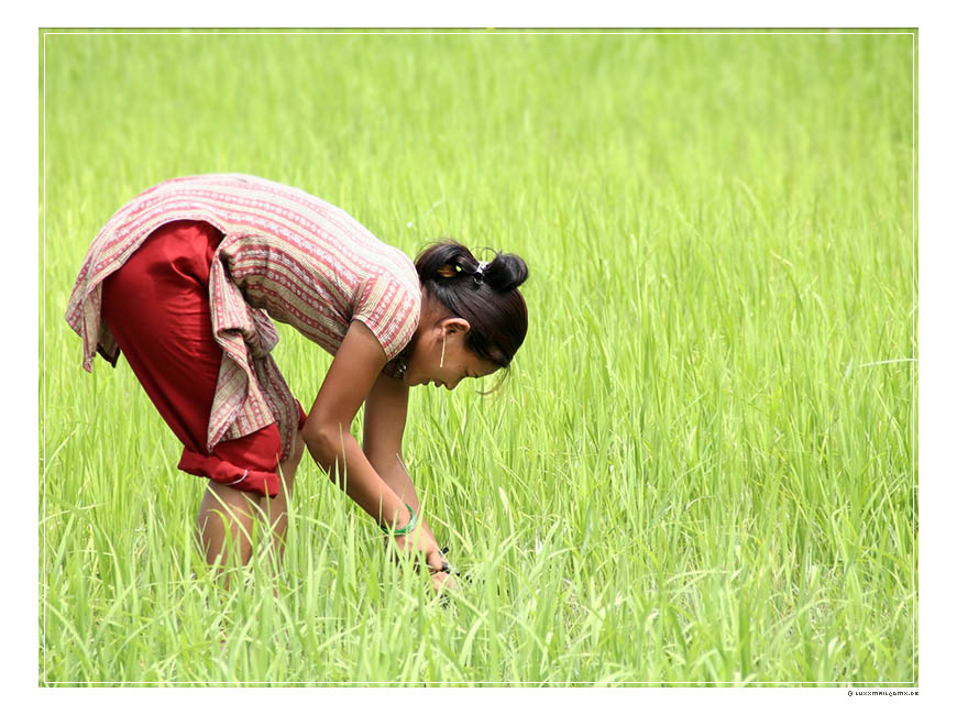 Nepalsommer: Arbeiterin im Reisfeld