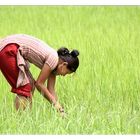 Nepalsommer: Arbeiterin im Reisfeld