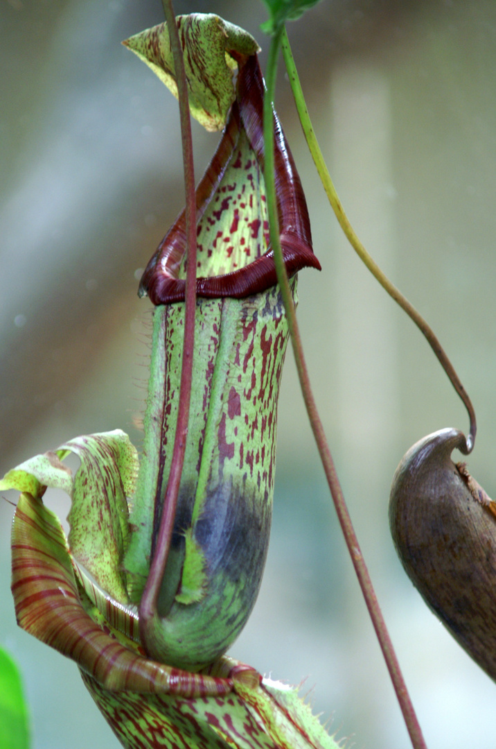 Nepenthes