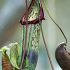 Nepenthes