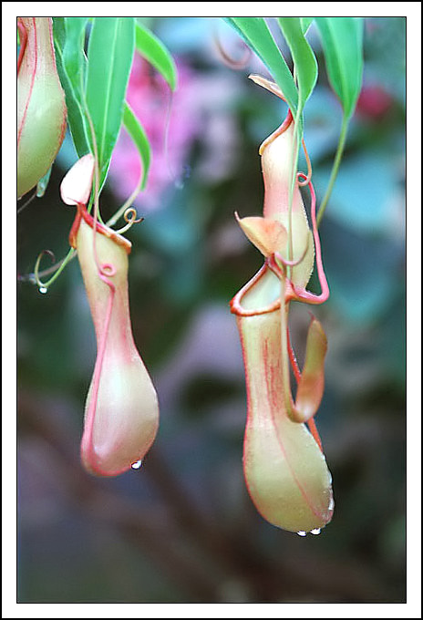 Népenthes