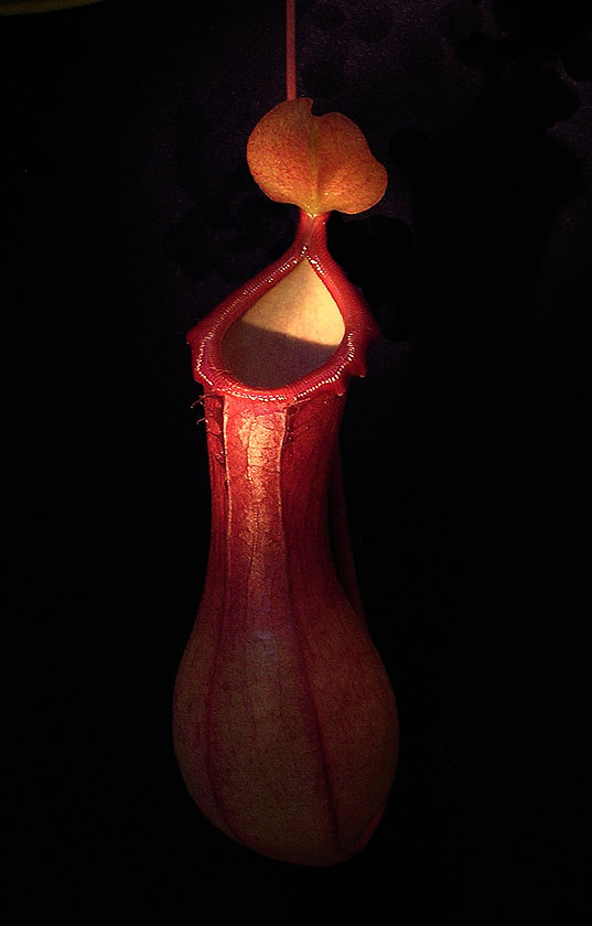 Nepenthes Alata