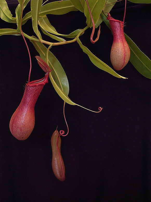 Nepenthes Ampel