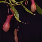 Nepenthes Ampel