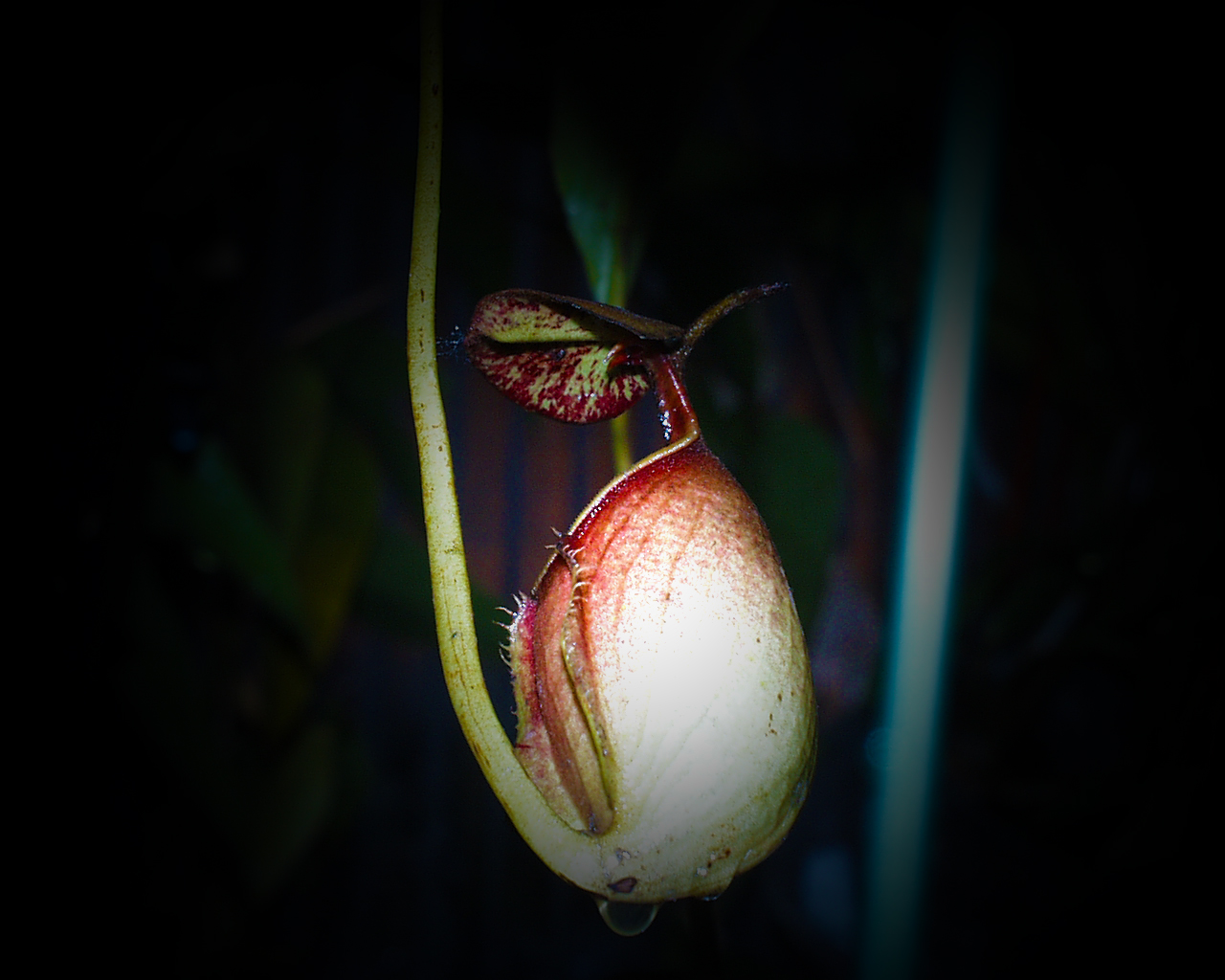 Nepenthes bicalcarata