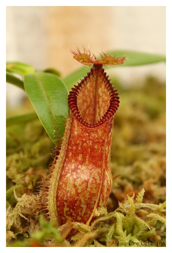 nepenthes hamata (plante carnivore)