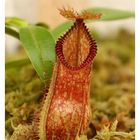 nepenthes hamata (plante carnivore)