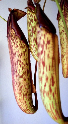 Nepenthes Hirsuta