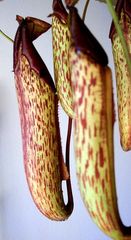 Nepenthes Hirsuta