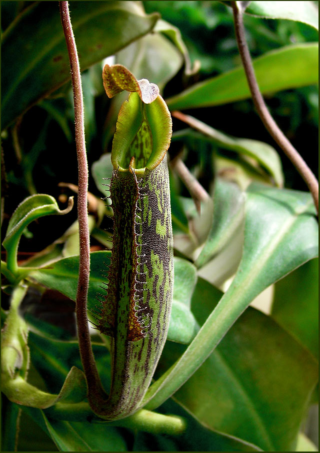 *Nepenthes Hybride Kanne*