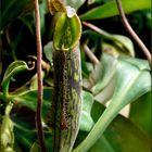 *Nepenthes Hybride Kanne*