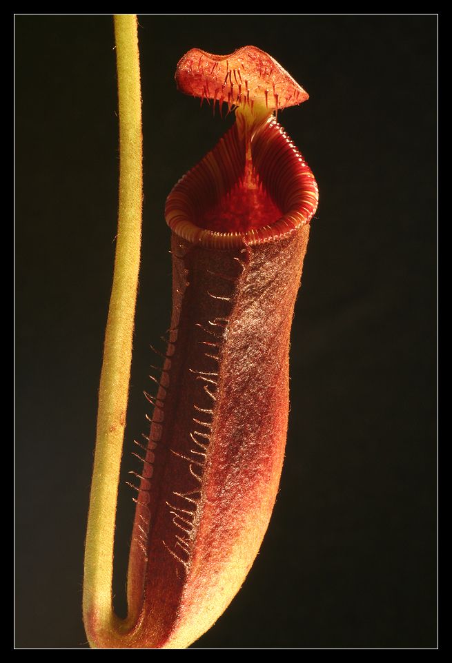 Nepenthes II