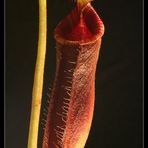Nepenthes II