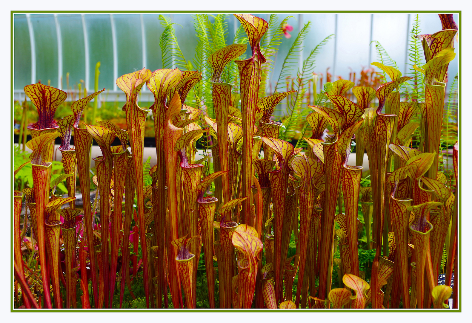 Nepenthes Maxima