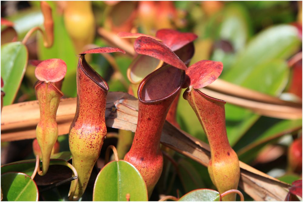 Nepenthes pervillei