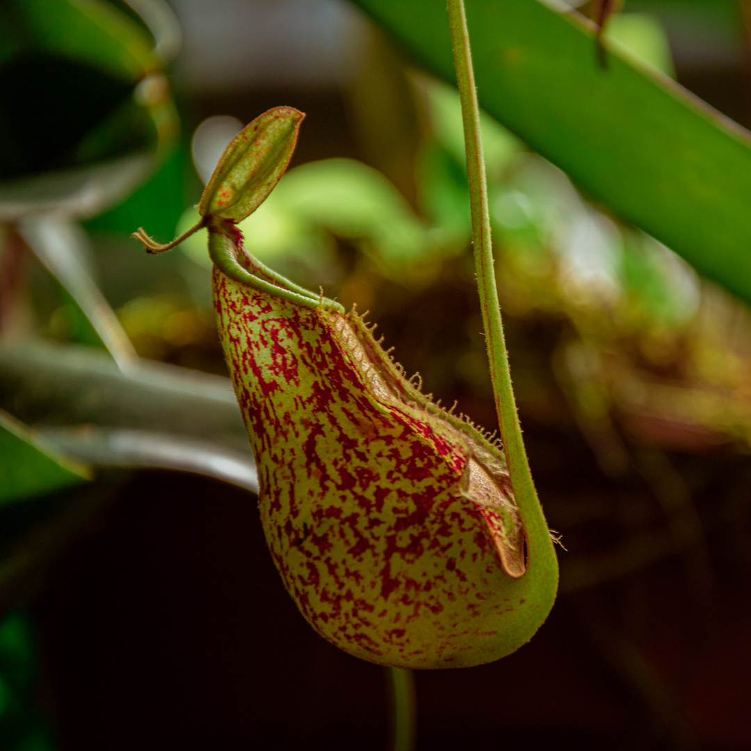 Nepenthes rafflesiana