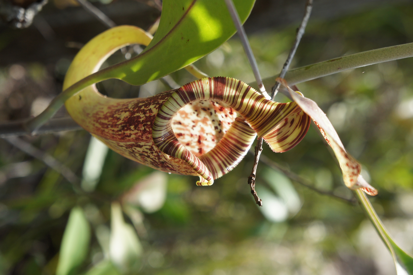 Nepenthes rafflesiana Foto & Bild pflanzen, pilze & flechten