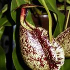 Nepenthes rafflesiana