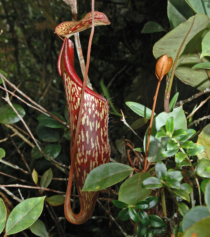 Nepenthes sanguinea