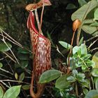 Nepenthes sanguinea