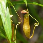 Nepenthes tanzt