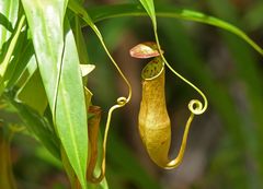 Nepenthes tanzt