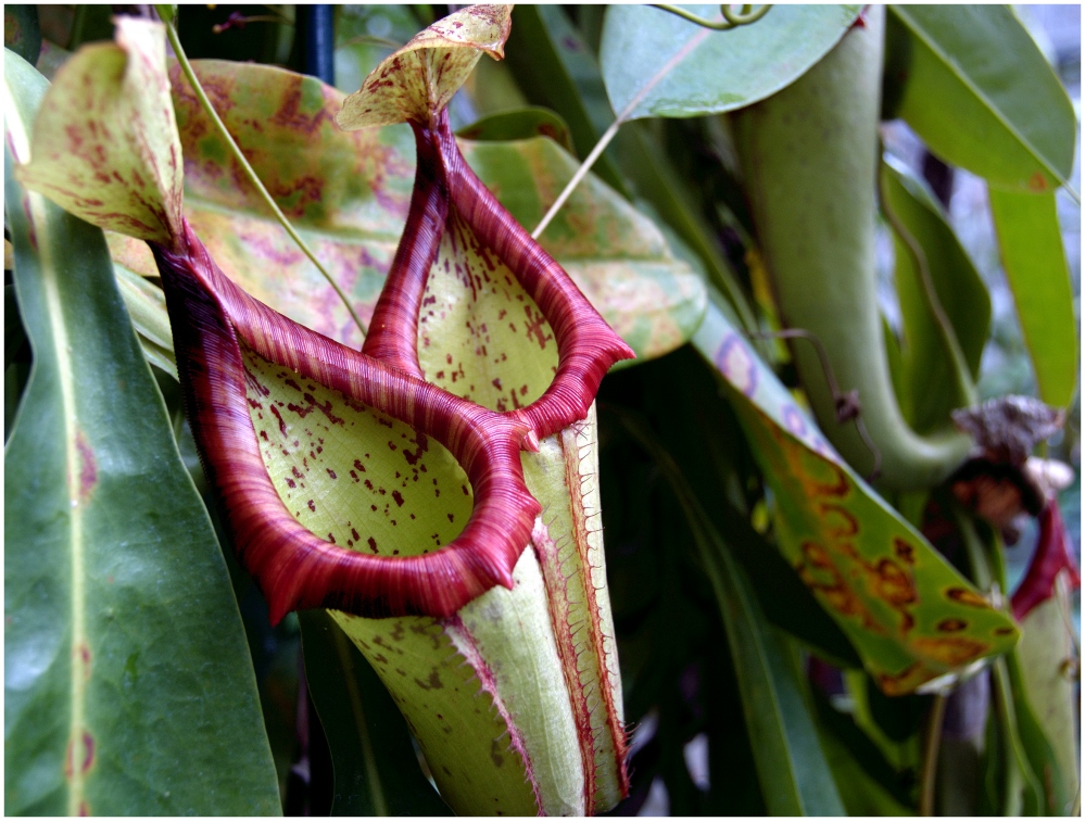 Nepenthes truncata