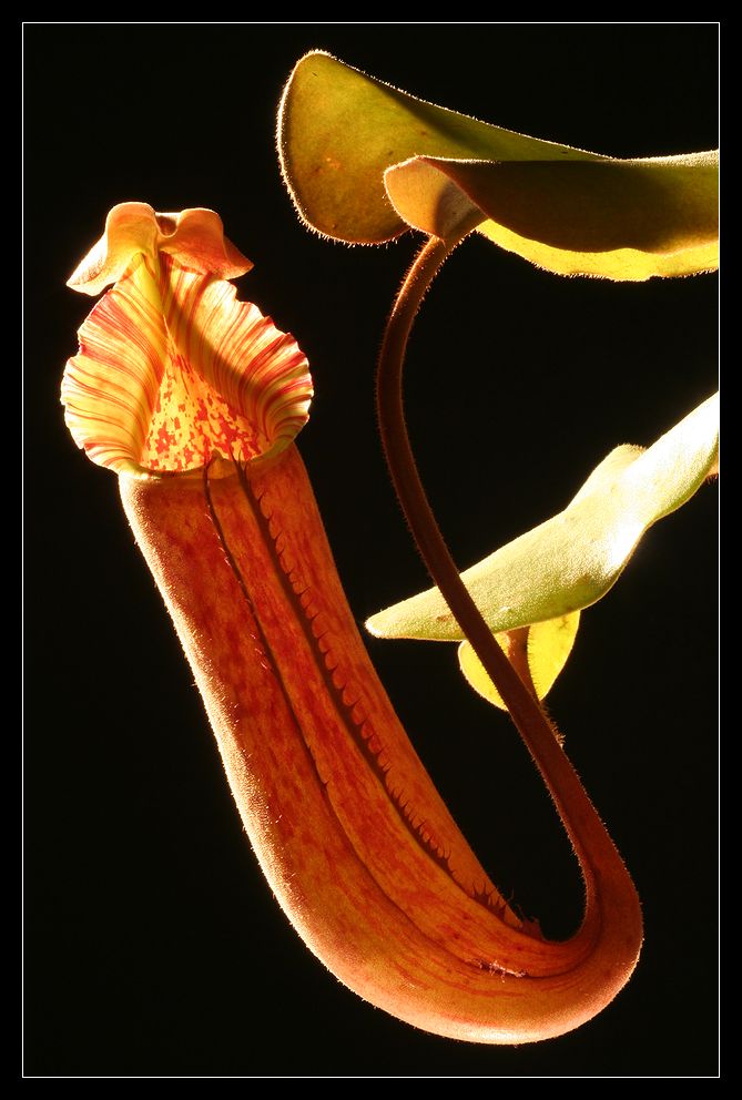 Nepenthes Truncata
