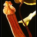 Nepenthes Truncata