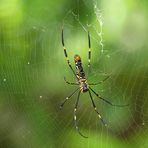 Nephila