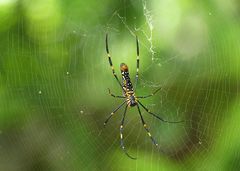 Nephila