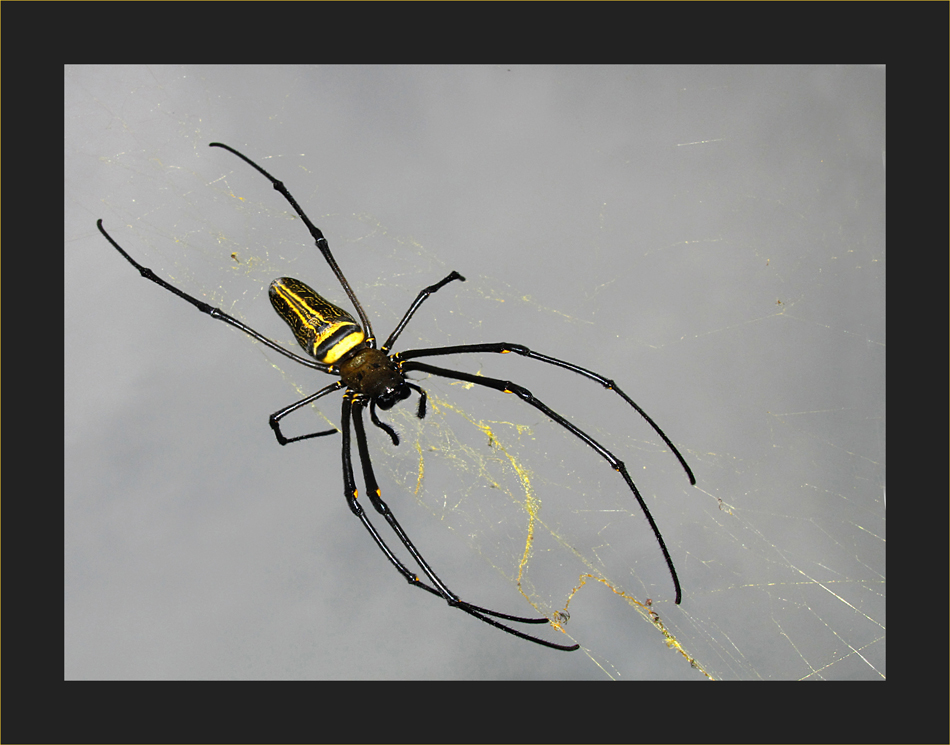 Nephila