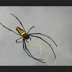 Nephila