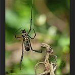 Nephila