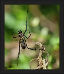 Nephila