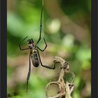 Nephila