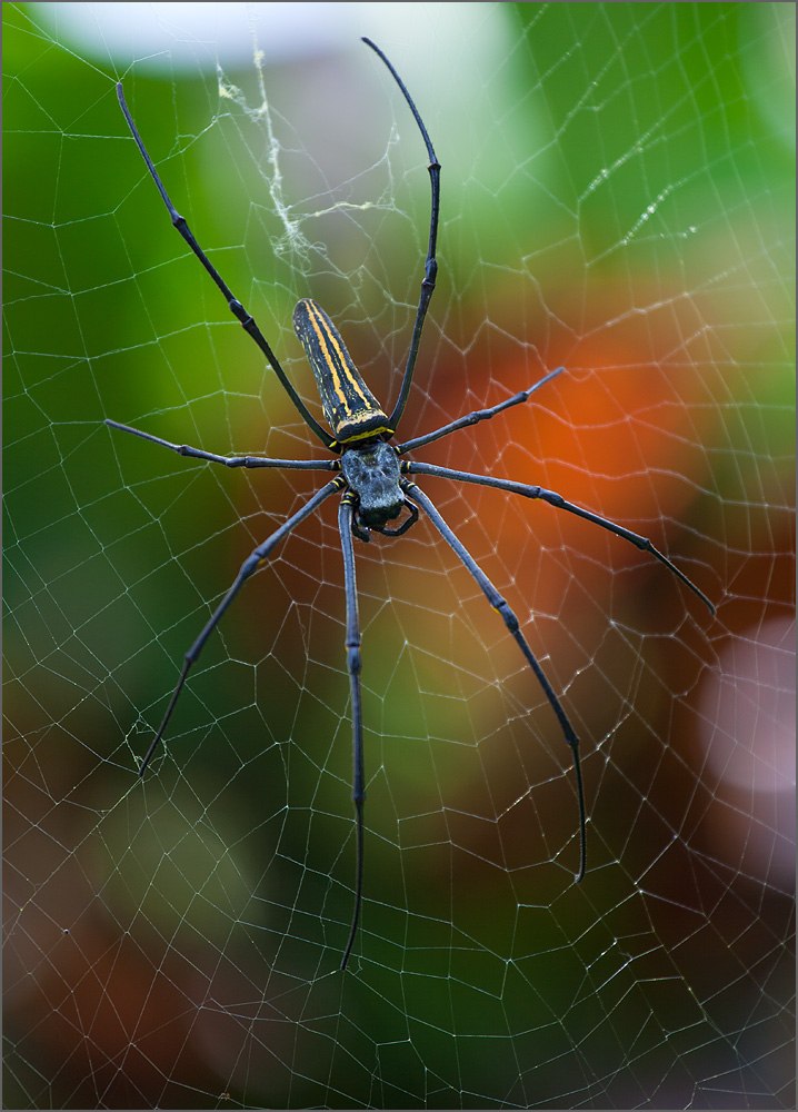 Nephila