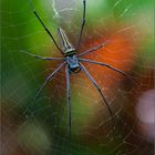 Nephila