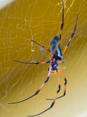 Nephila